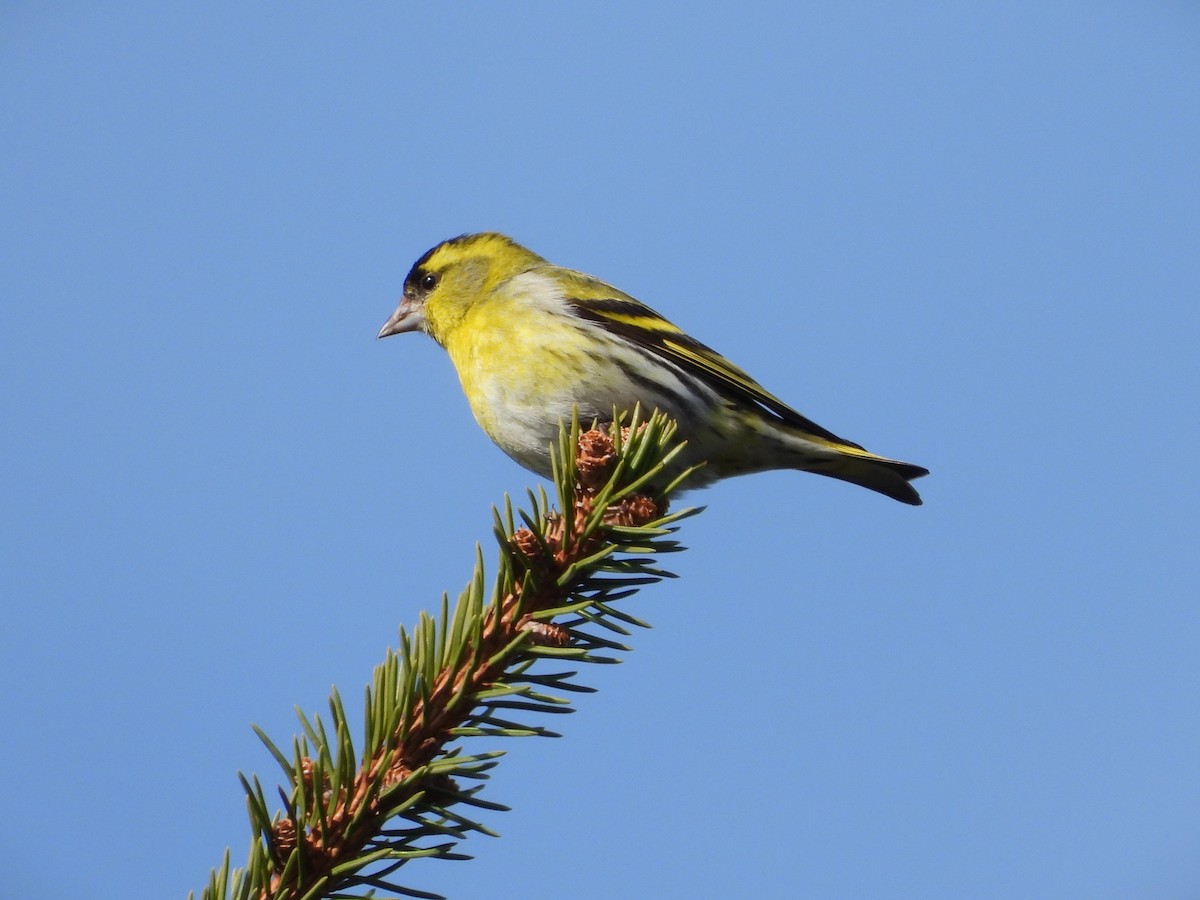 Эгэл ногоолзой - ML633647657