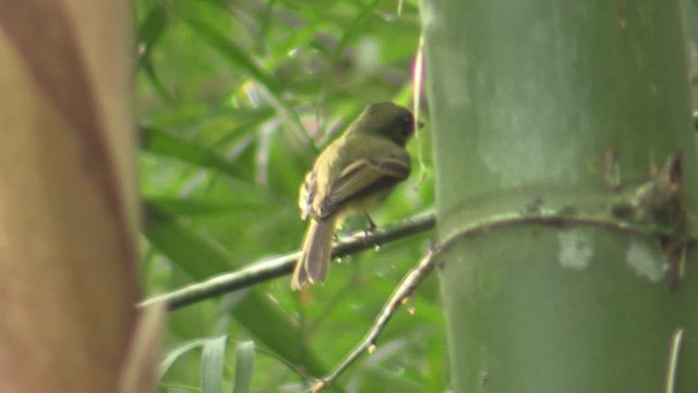 Large-headed Flatbill - ML633647672