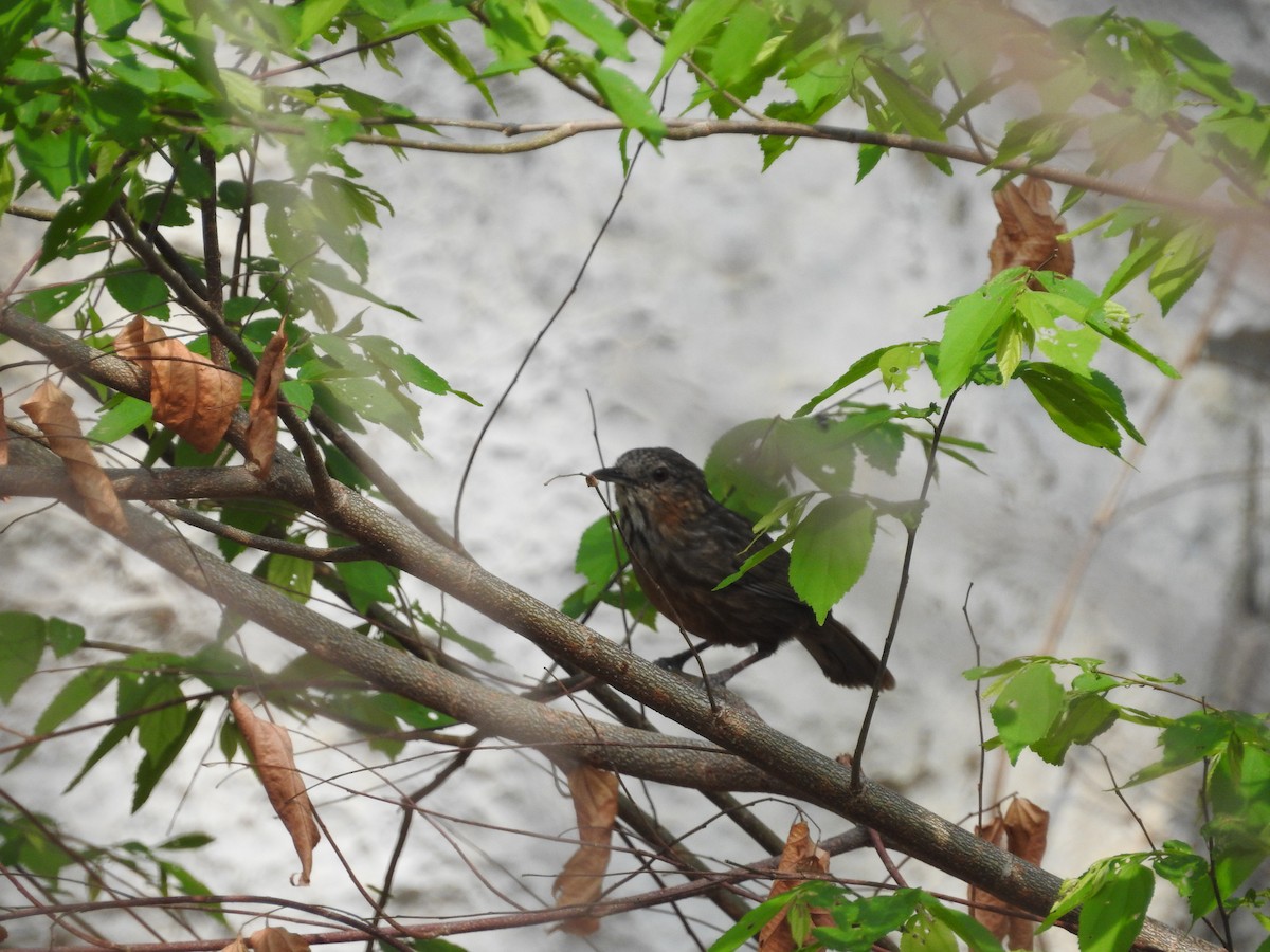 Rufous Limestone Babbler - ML633647675