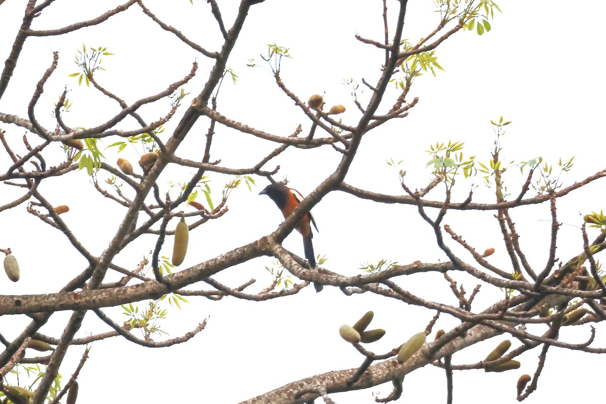 チャイロオナガ - ML633647688