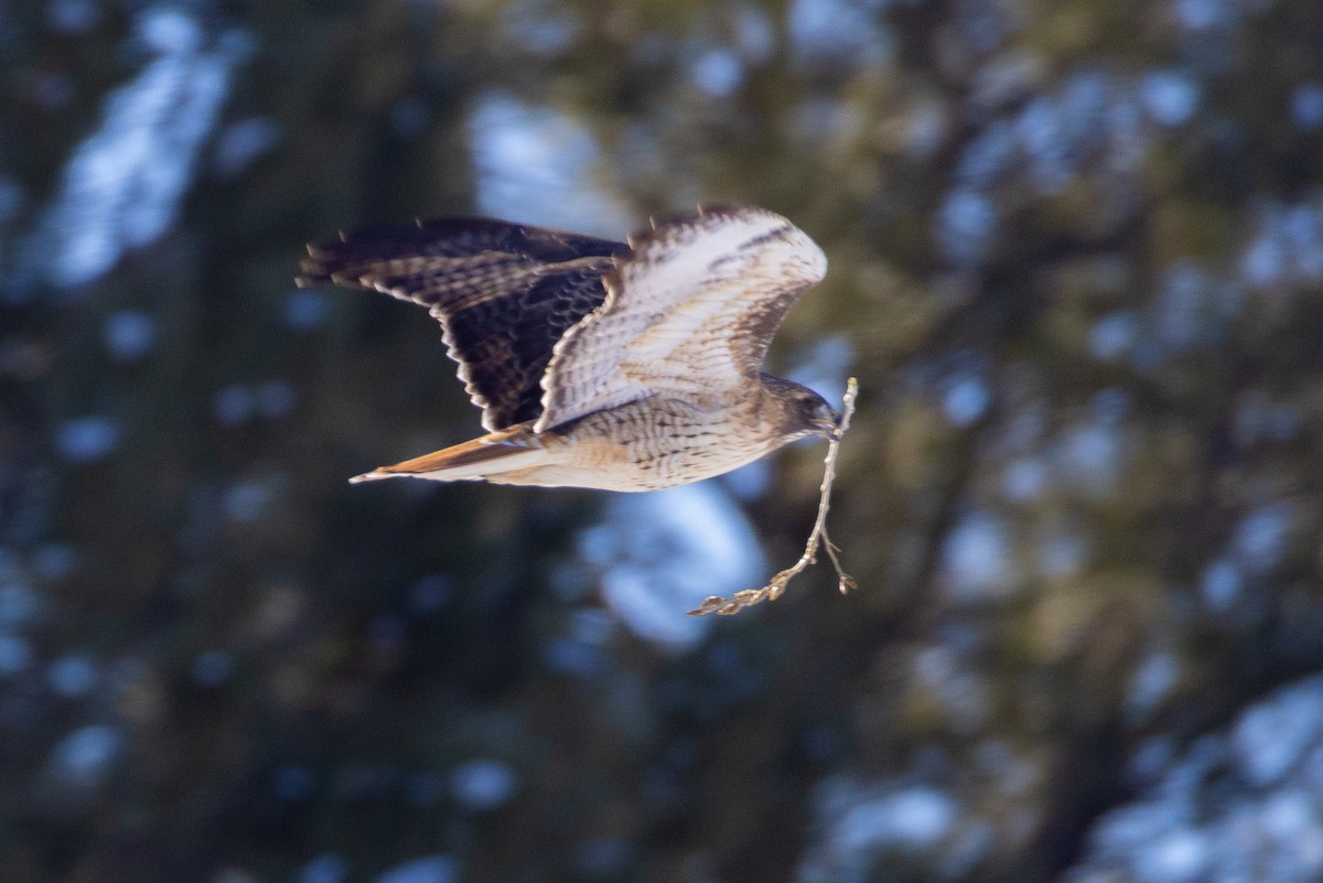 Rotschwanzbussard - ML633647718