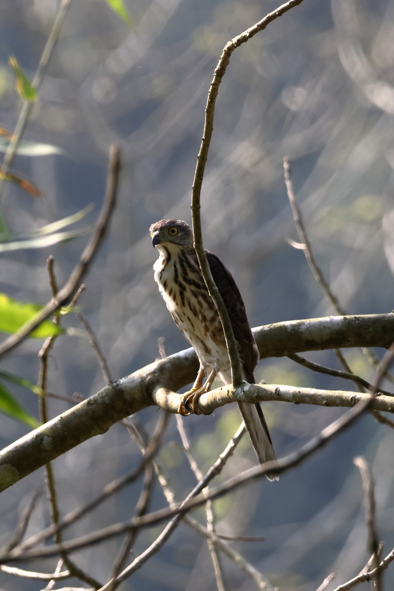 カンムリオオタカ - ML633647786