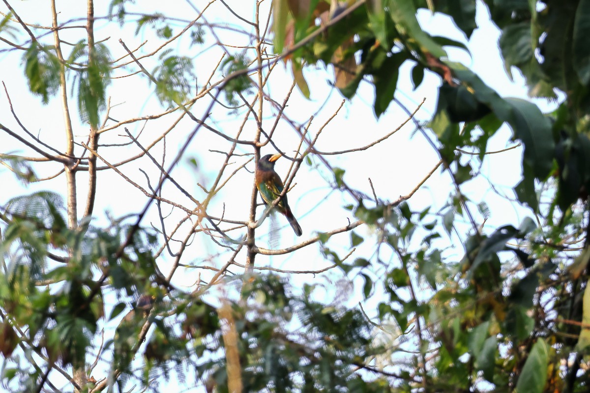 オオゴシキドリ - ML633647803