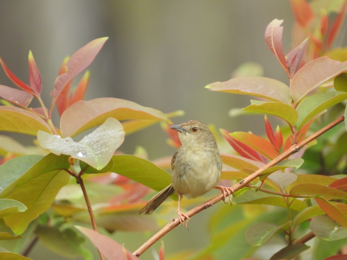 Brown Prinia - ML633647810