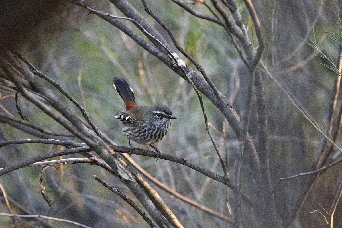 Shy Heathwren - ML633648112
