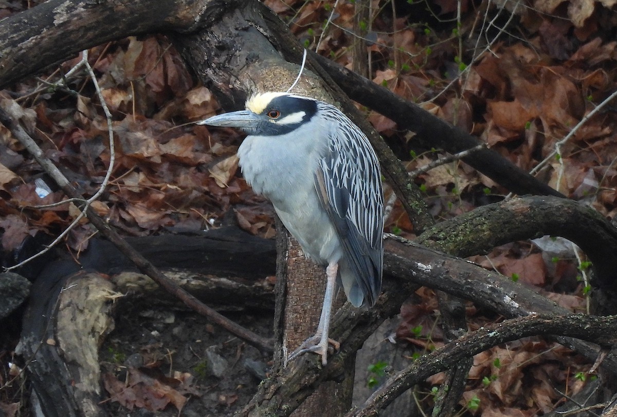 Yellow-crowned Night Heron - ML633648163