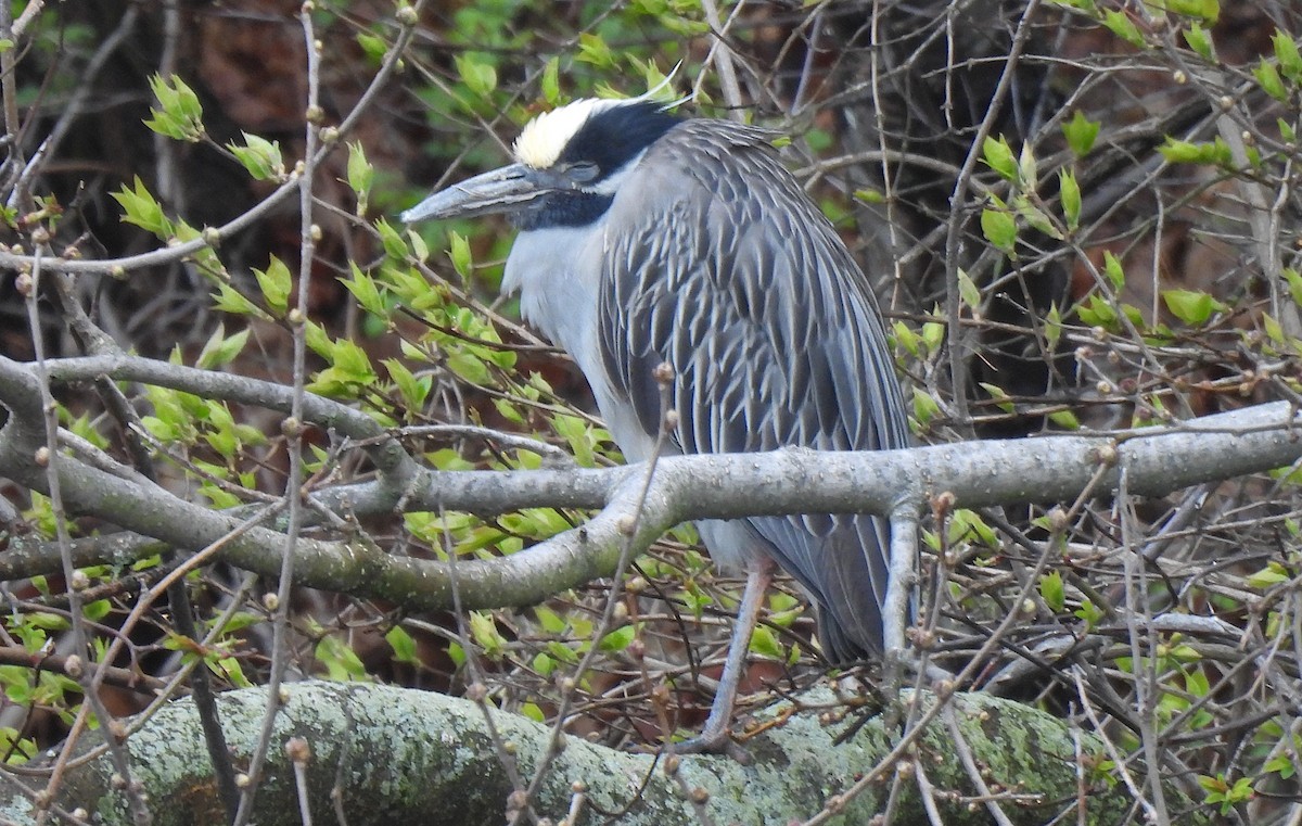 Yellow-crowned Night Heron - ML633648164