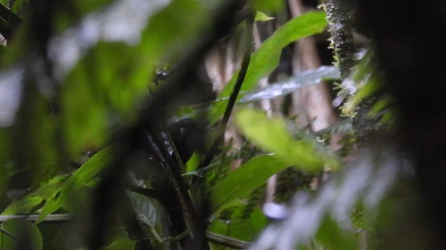 Nariño Tapaculo - ML633648188