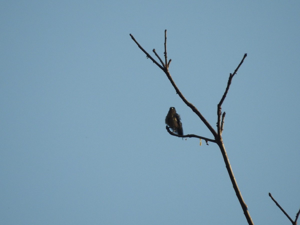 Cambodian Flowerpecker - ML633648241