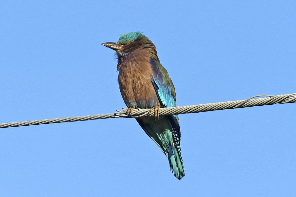 Indochinese Roller - ML633648347