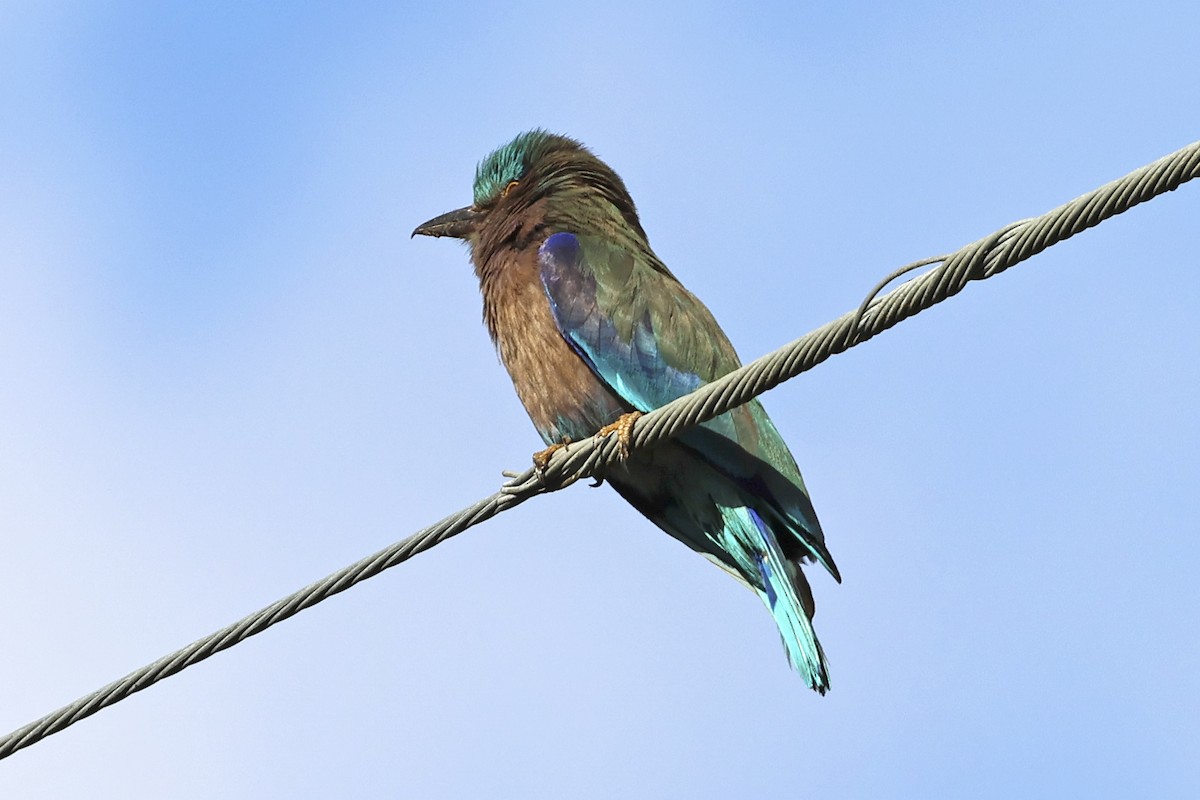 Indochinese Roller - ML633648348