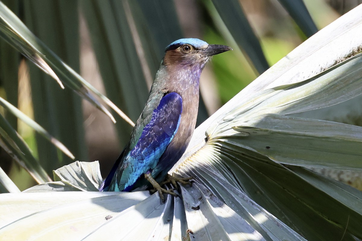 Indochinese Roller - ML633648349