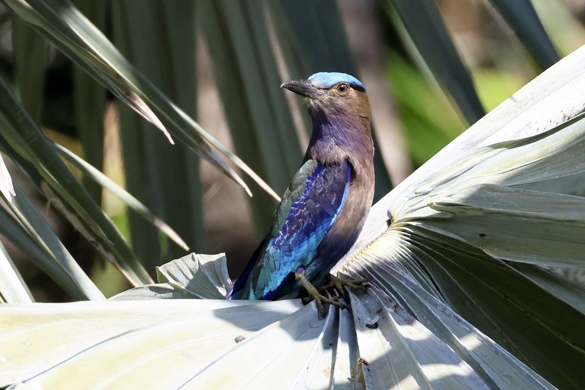 Indochinese Roller - ML633648350