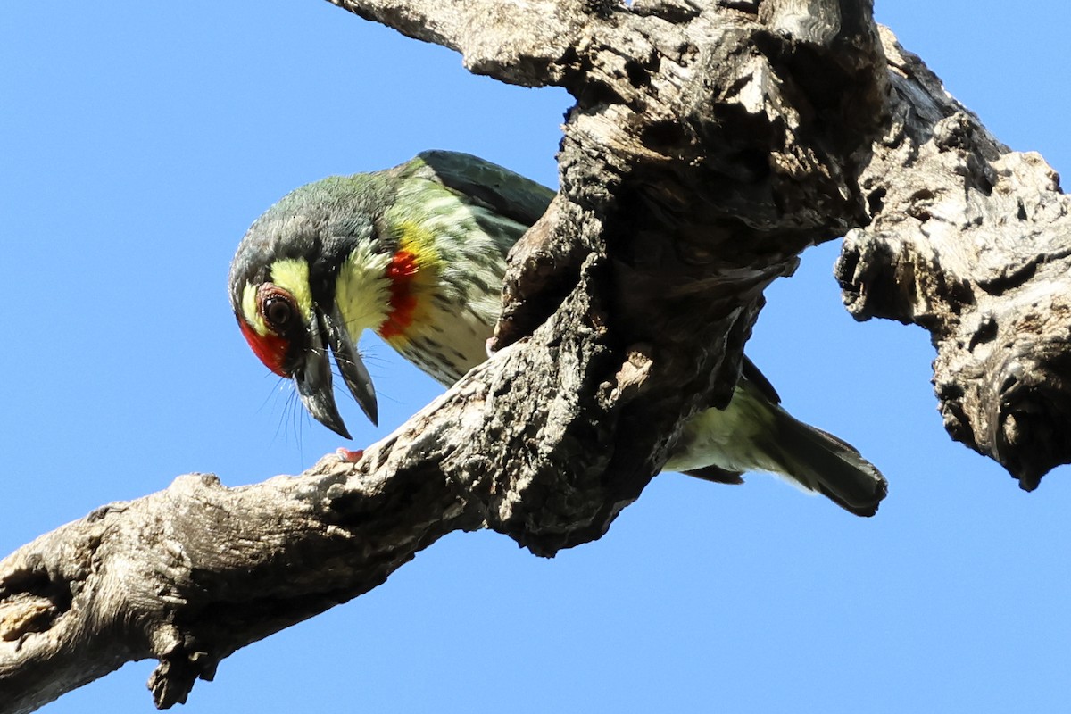 Coppersmith Barbet - ML633648373