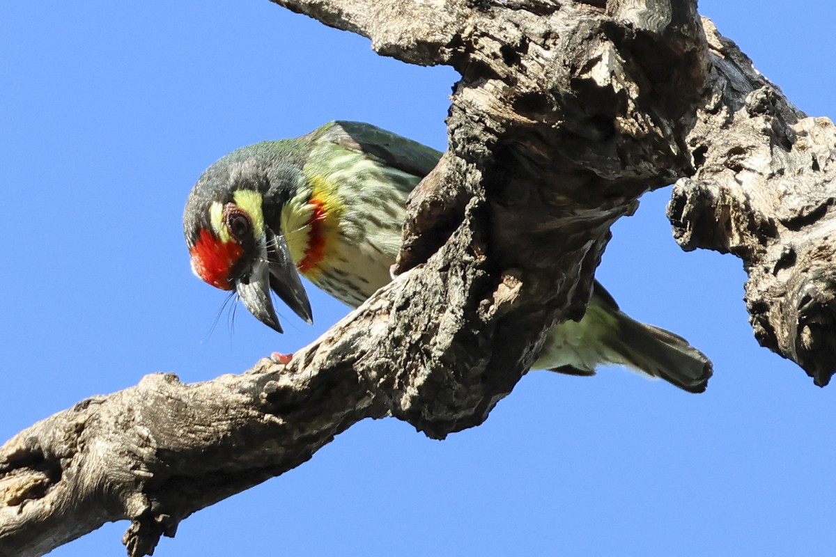 Coppersmith Barbet - ML633648374