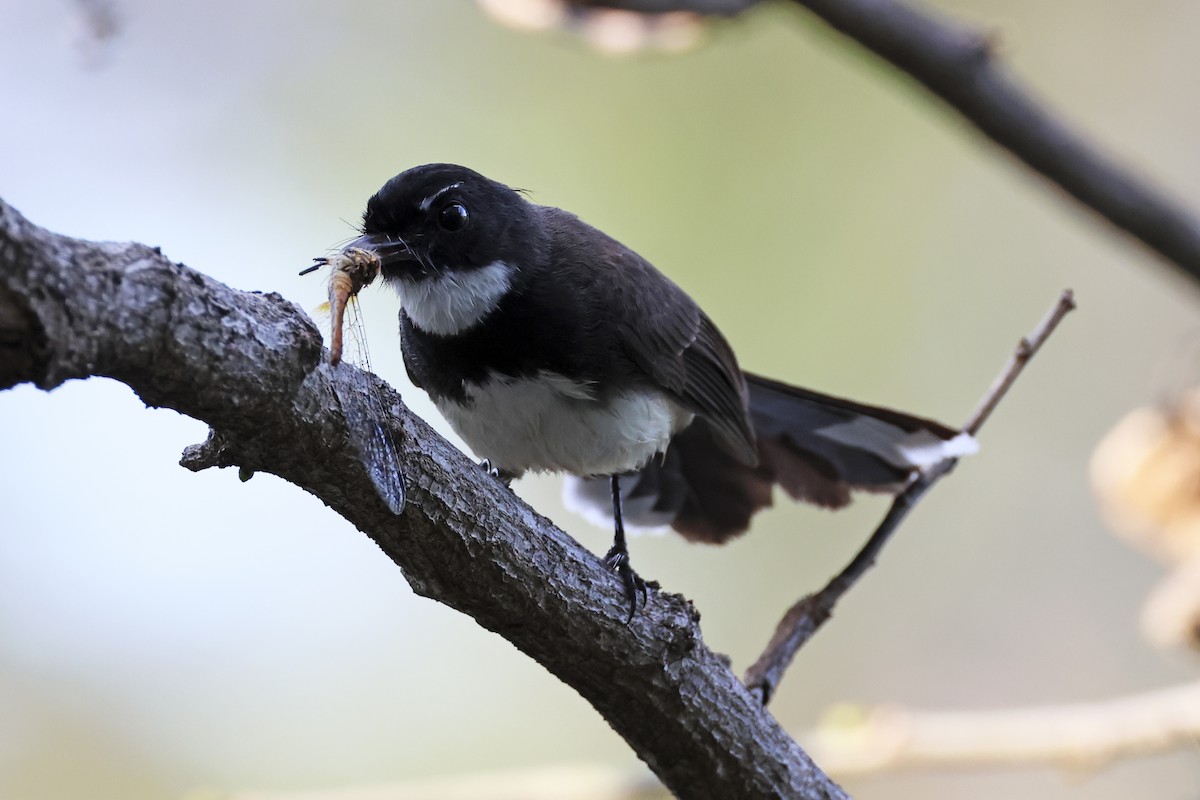 Malaysian Pied-Fantail - ML633648383