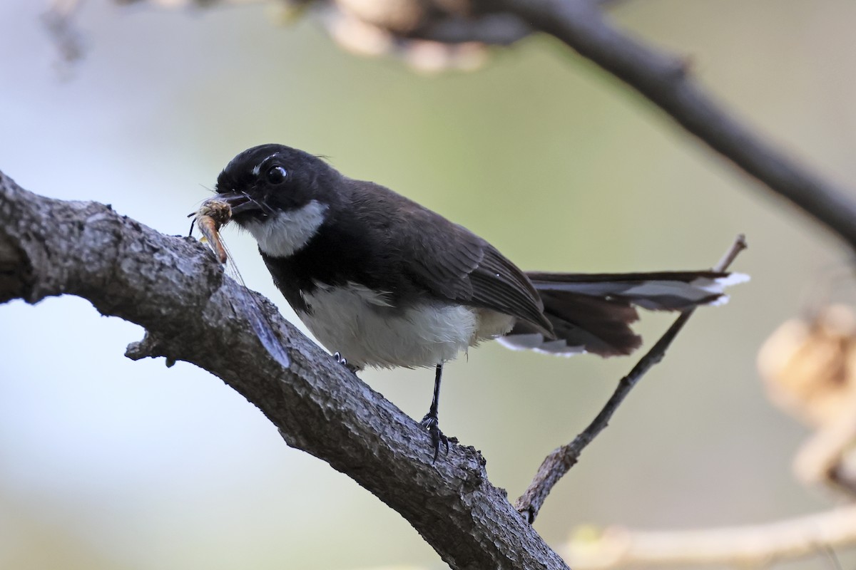 Malaysian Pied-Fantail - ML633648384