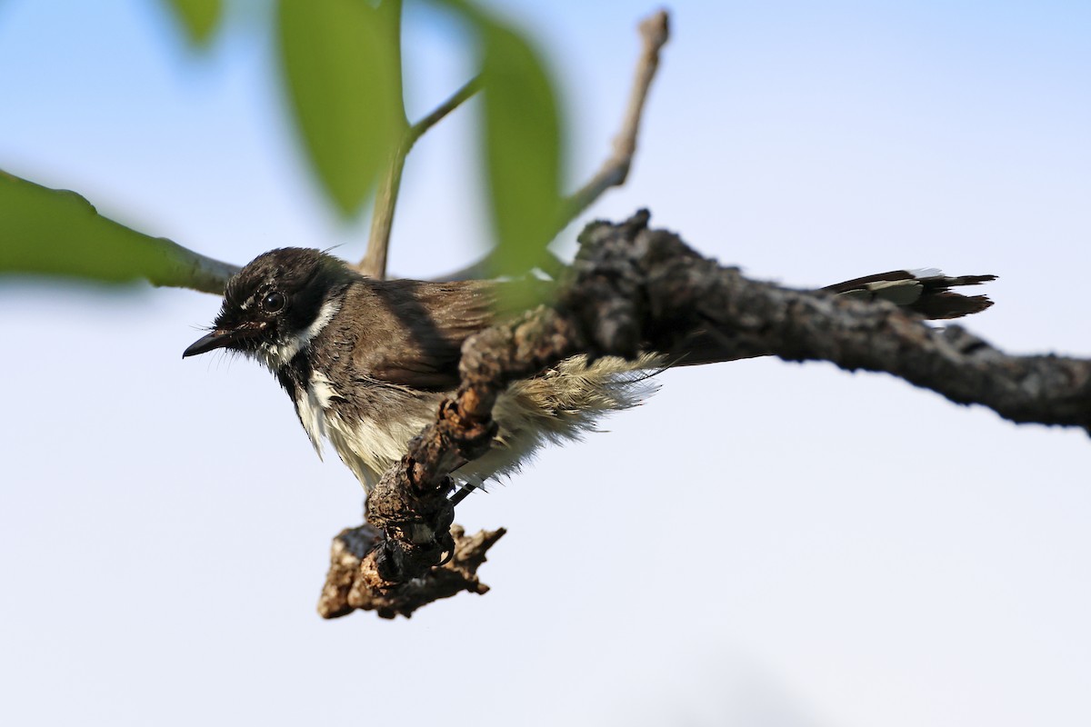Malaysian Pied-Fantail - ML633648385