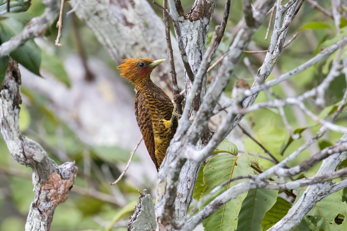 Waved Woodpecker - ML633648386