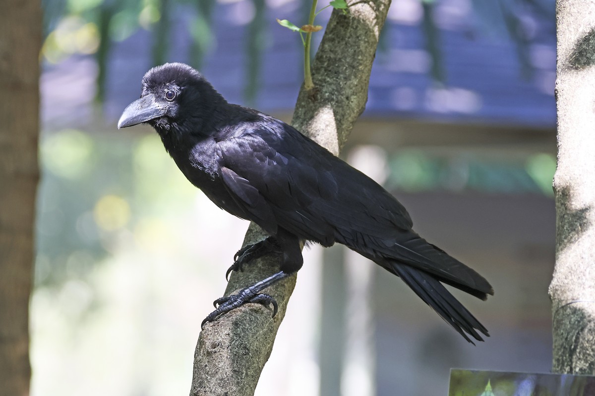 Large-billed Crow - ML633648392