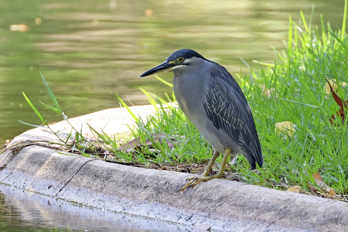 Black-crowned Night Heron - ML633648403