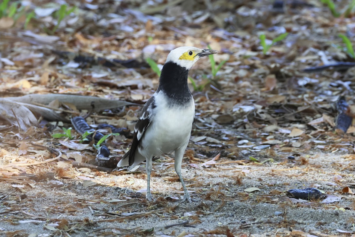 Black-collared Starling - ML633648415