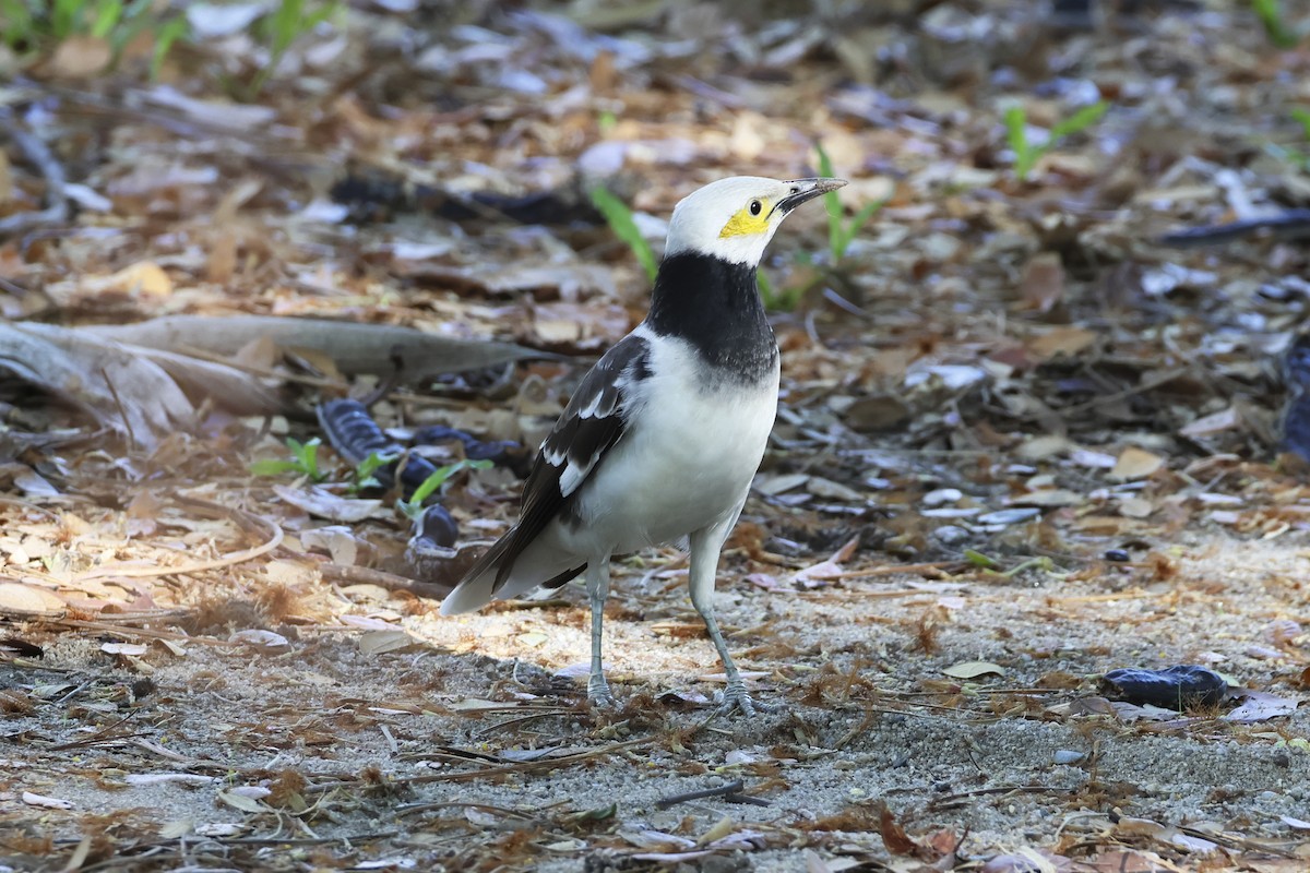 Black-collared Starling - ML633648416