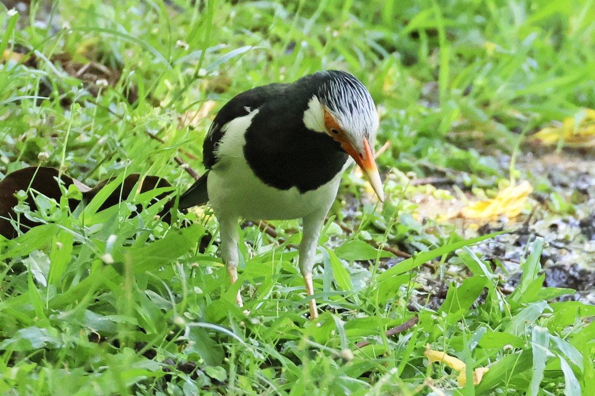 Siamese Pied Starling - ML633648431