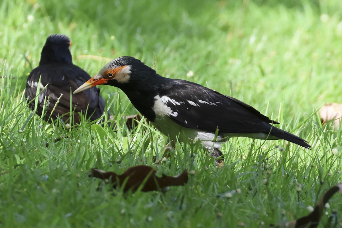 Siamese Pied Starling - ML633648432