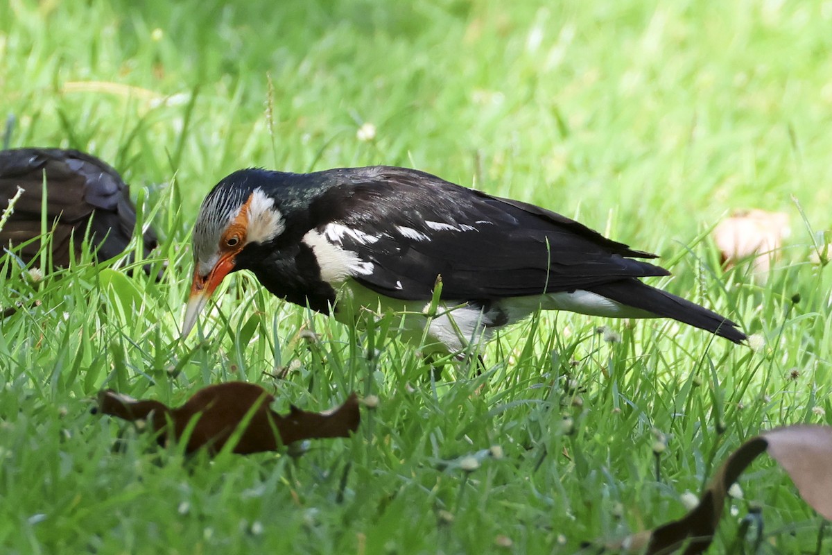 Siamese Pied Starling - ML633648433