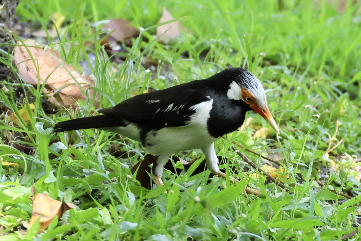 Siamese Pied Starling - ML633648434