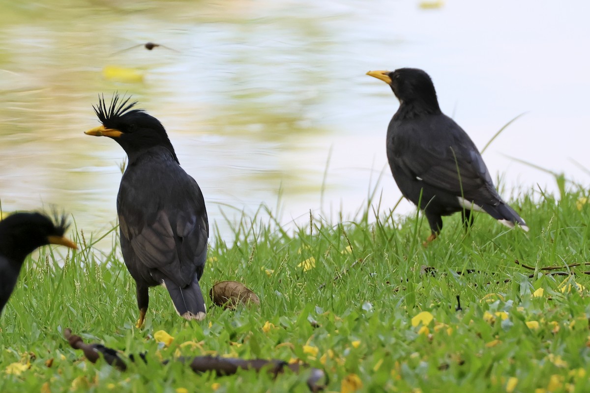 Great Myna - ML633648454