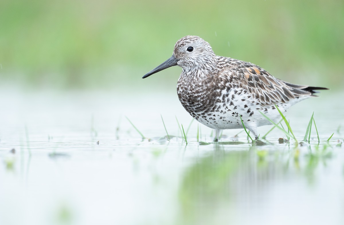 Great Knot - ML633648460