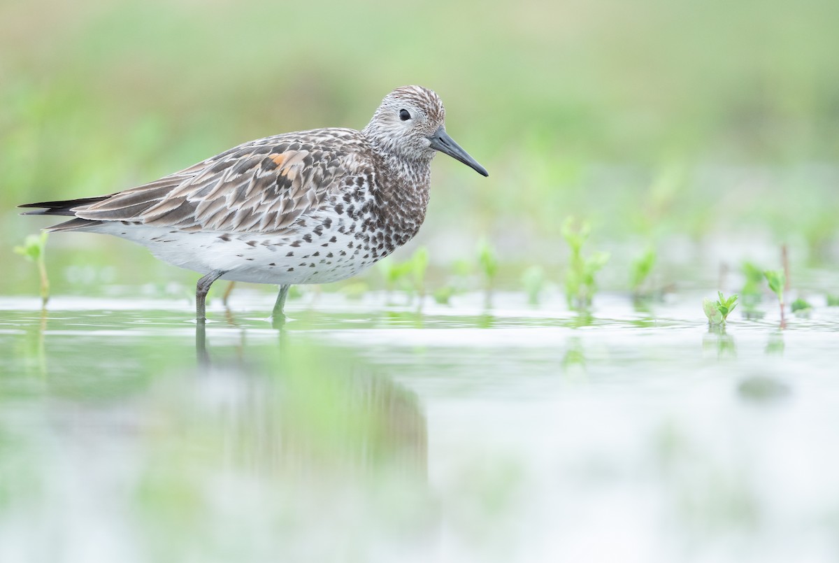 Great Knot - ML633648461
