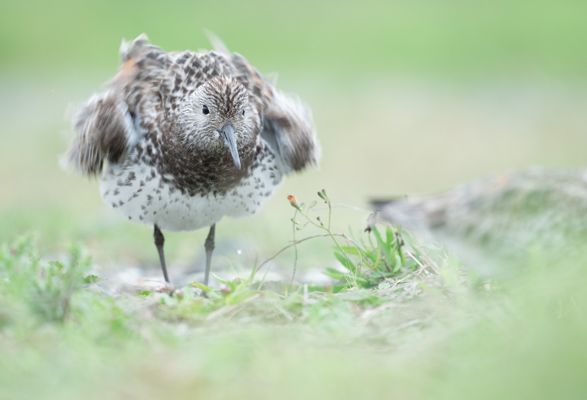 Great Knot - ML633648464