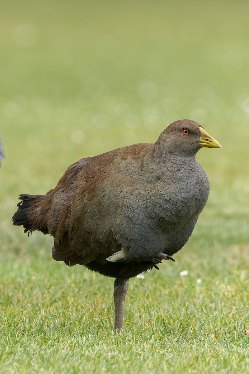 Tasmanian Nativehen - ML633648471