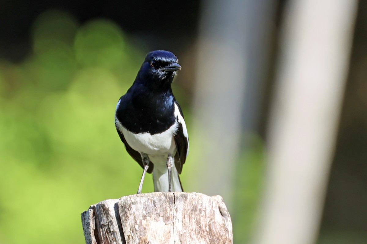 Oriental Magpie-Robin - ML633648476