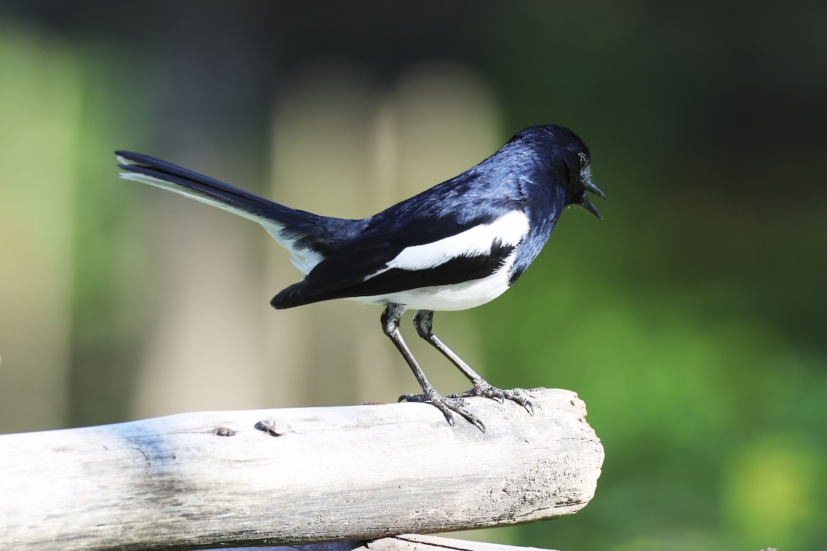 Oriental Magpie-Robin - ML633648477
