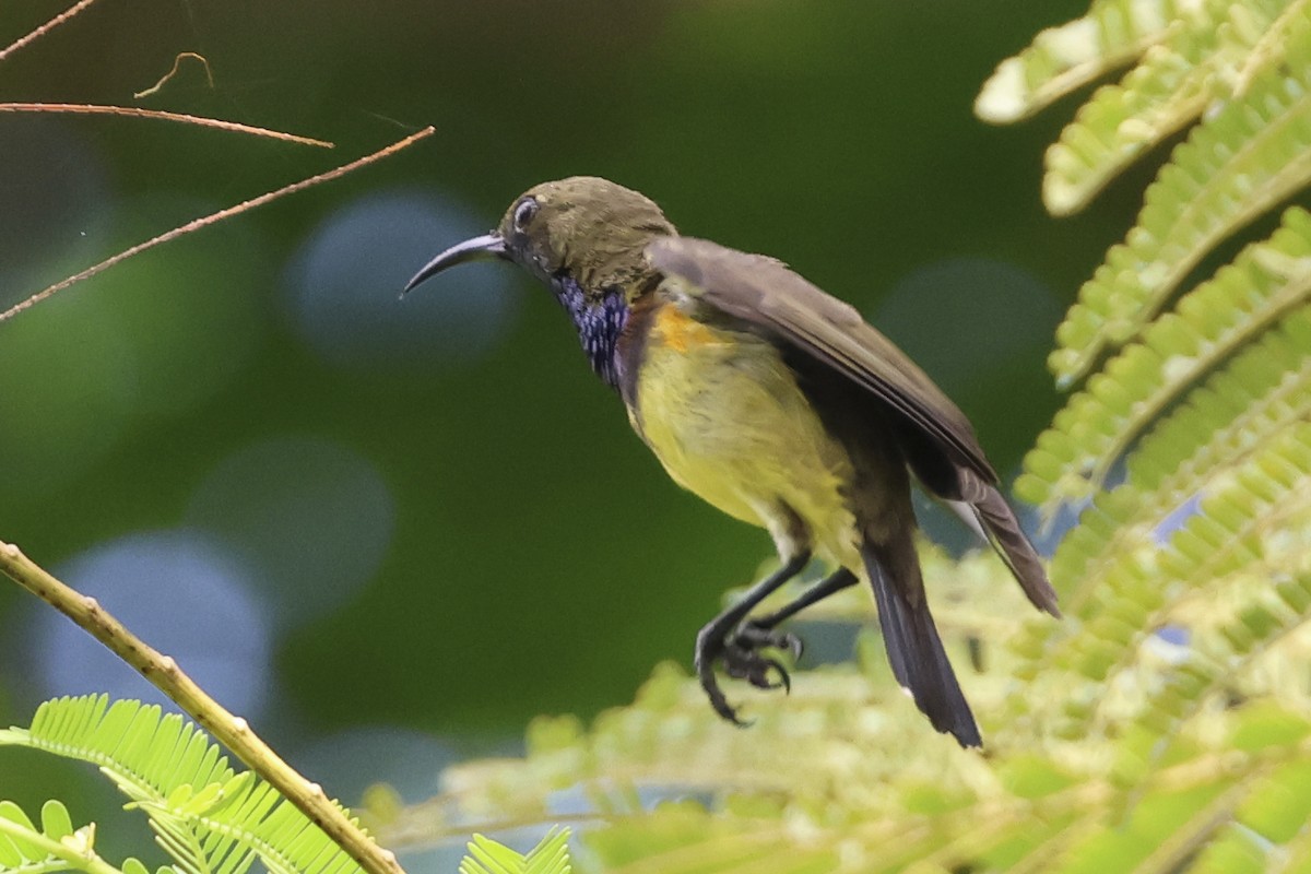Ornate Sunbird - ML633648494
