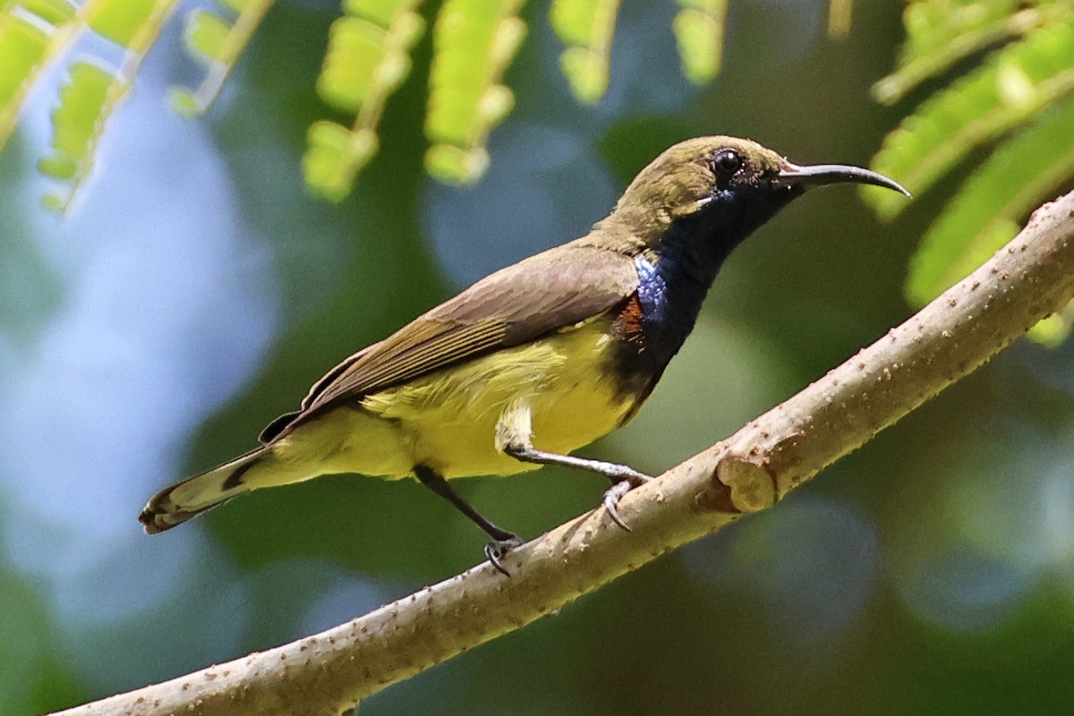 Ornate Sunbird - ML633648495