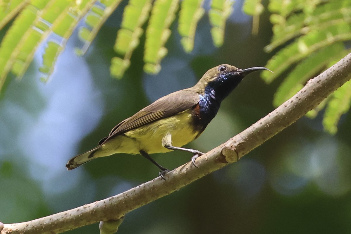 Ornate Sunbird - ML633648496