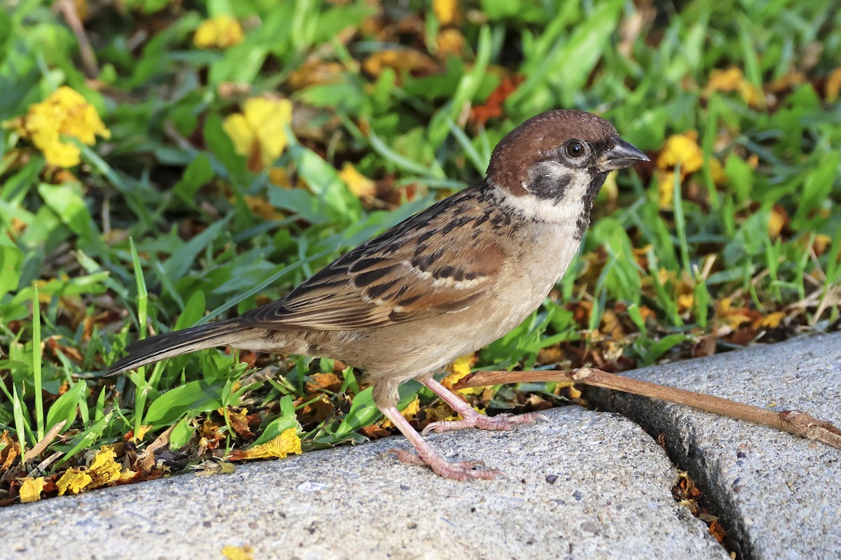 Eurasian Tree Sparrow - ML633648501