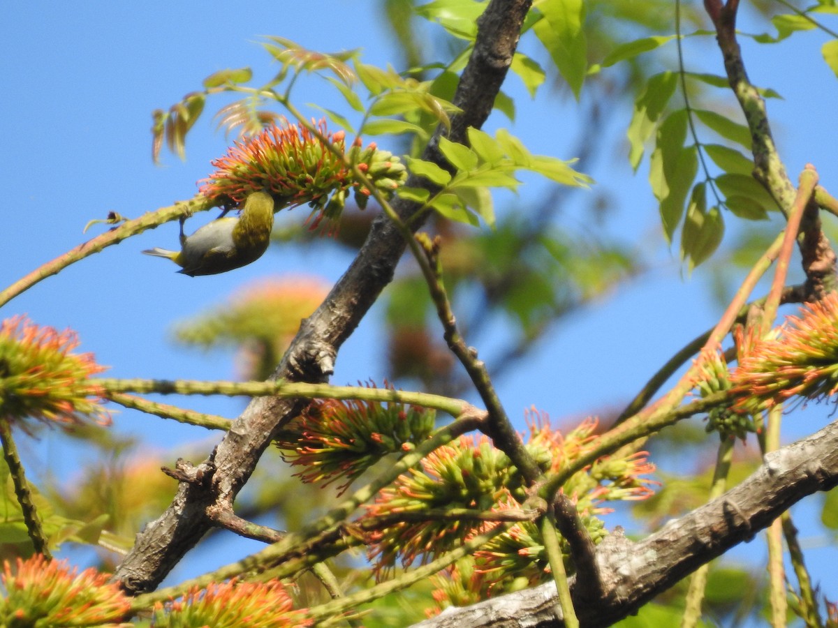 Hume's White-eye - ML633648730