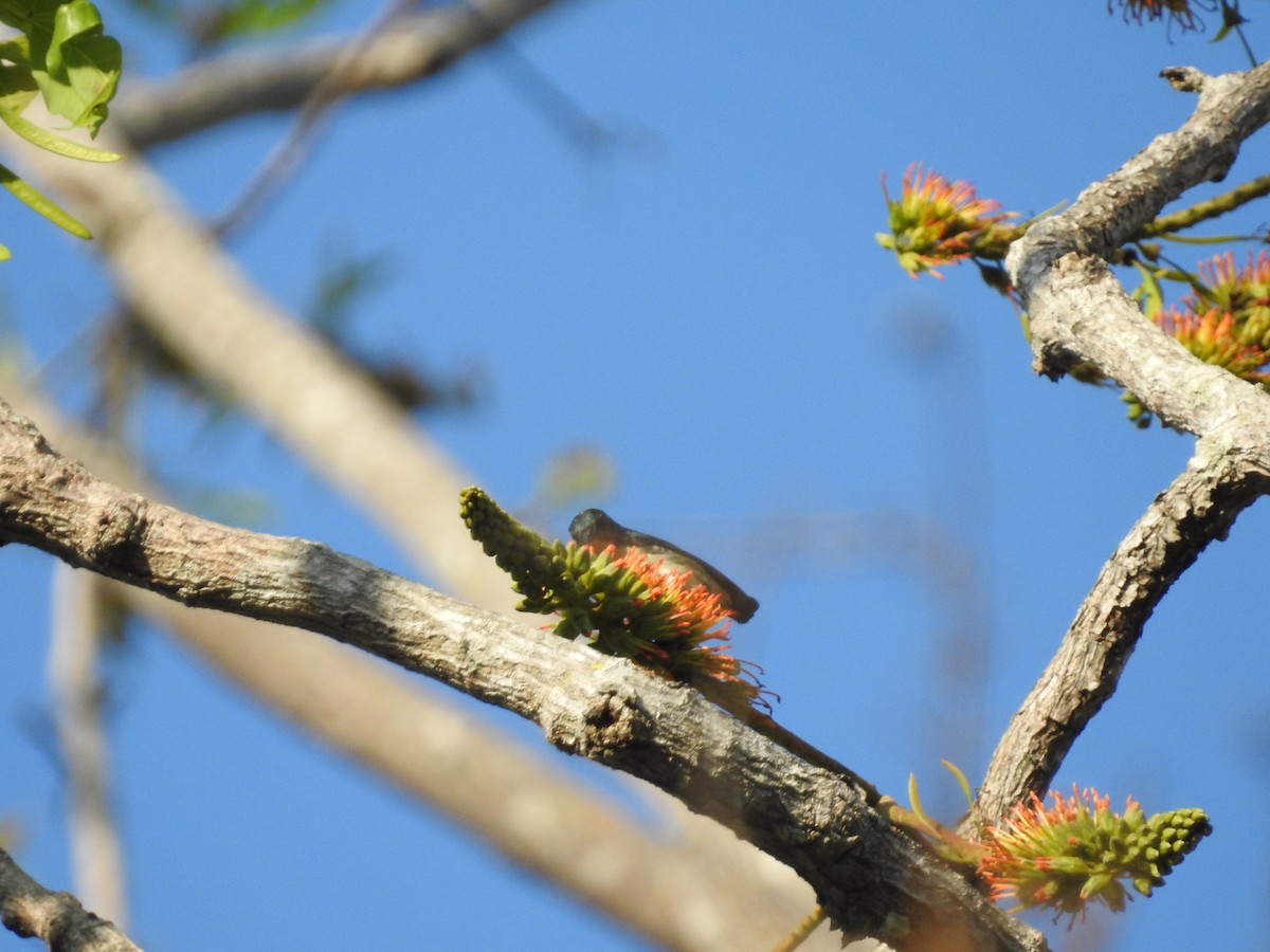Cambodian Flowerpecker - ML633648736