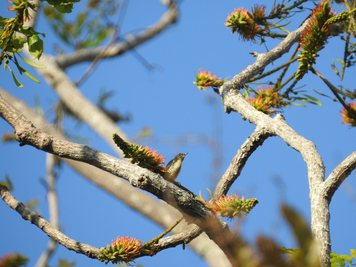 Cambodian Flowerpecker - ML633648737