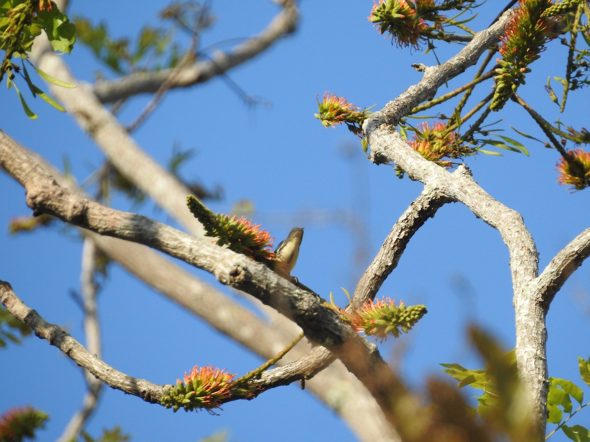 Cambodian Flowerpecker - ML633648738