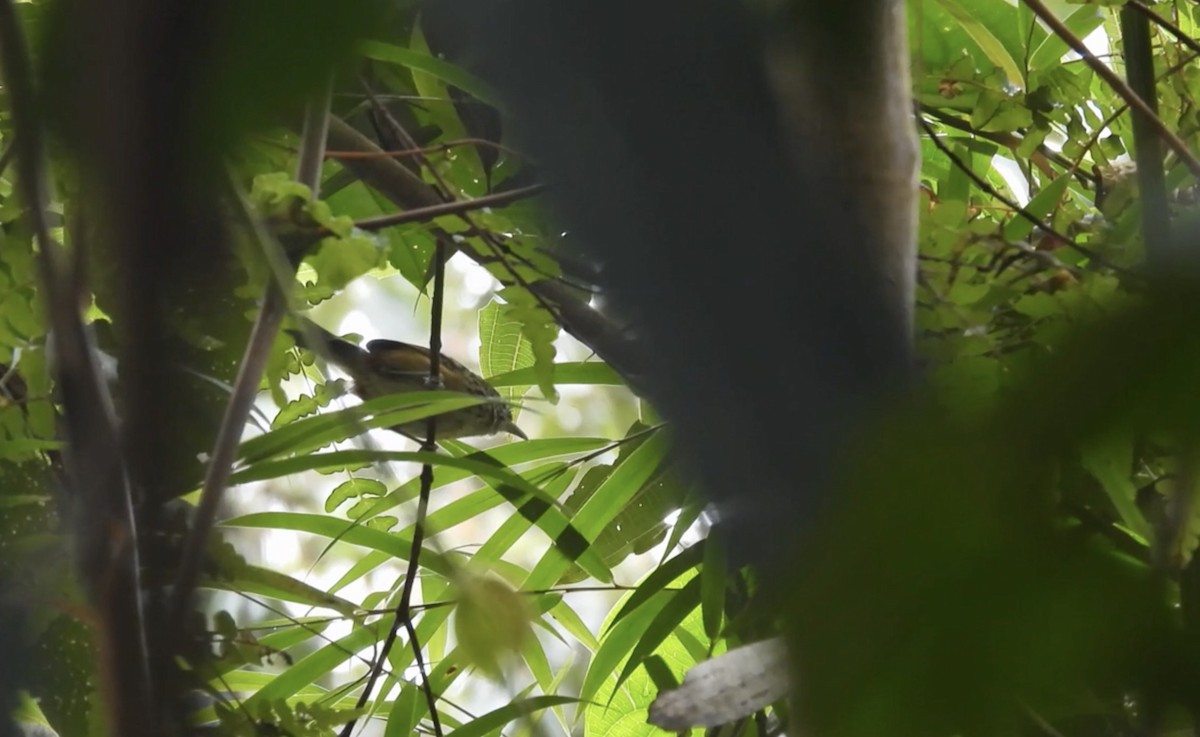 East Andean Antbird - ML633648800