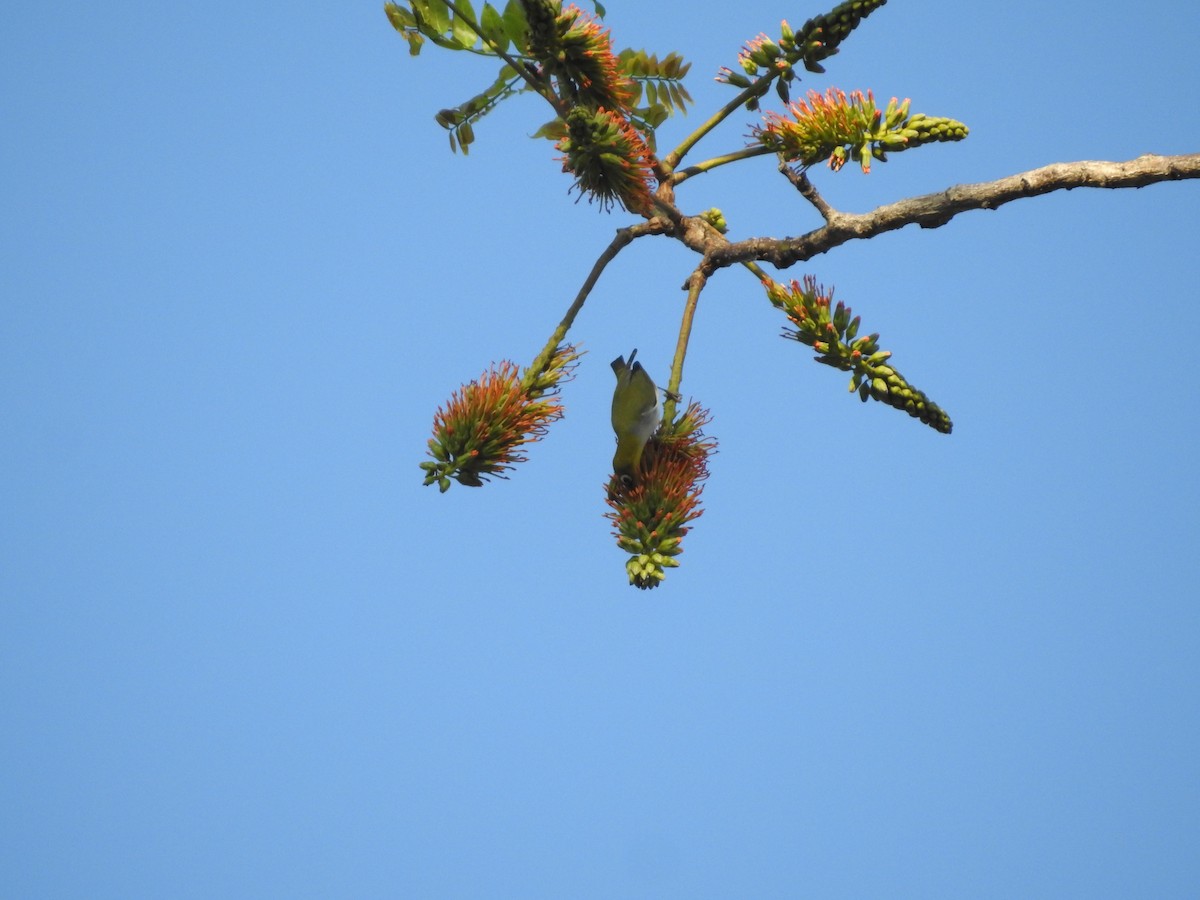 Chestnut-flanked White-eye - ML633648816