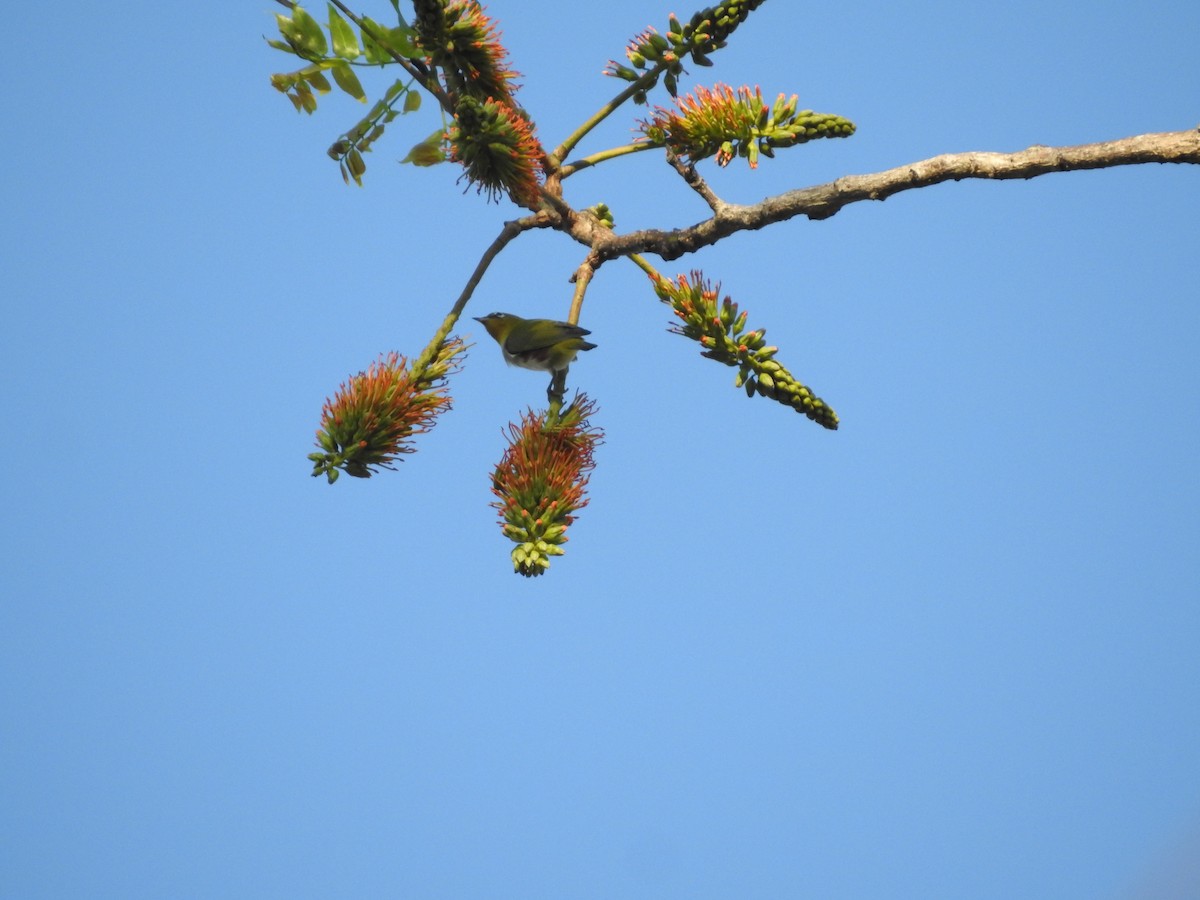 Chestnut-flanked White-eye - ML633648817