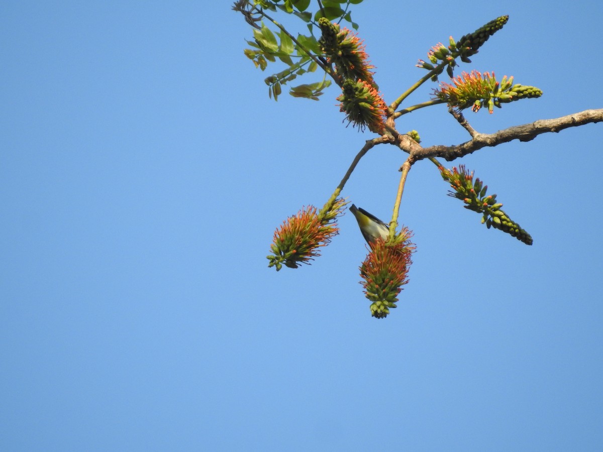 Chestnut-flanked White-eye - ML633648819